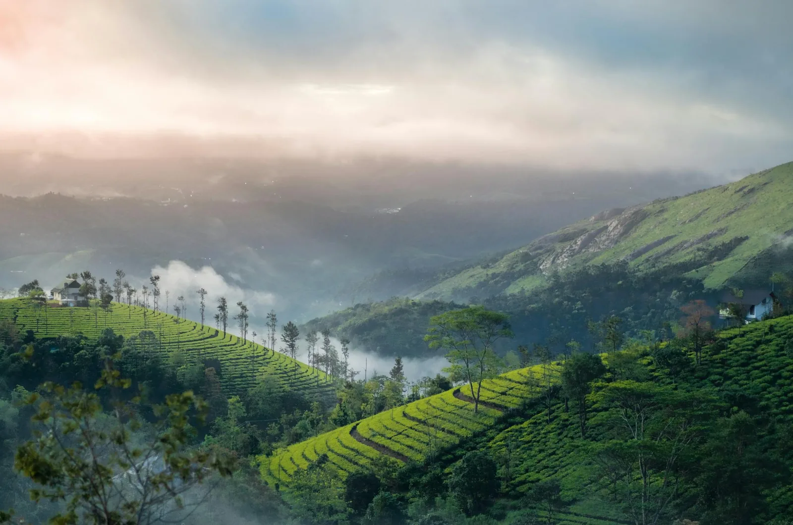 Jeep on a Munnar tea plantation road, Kerala