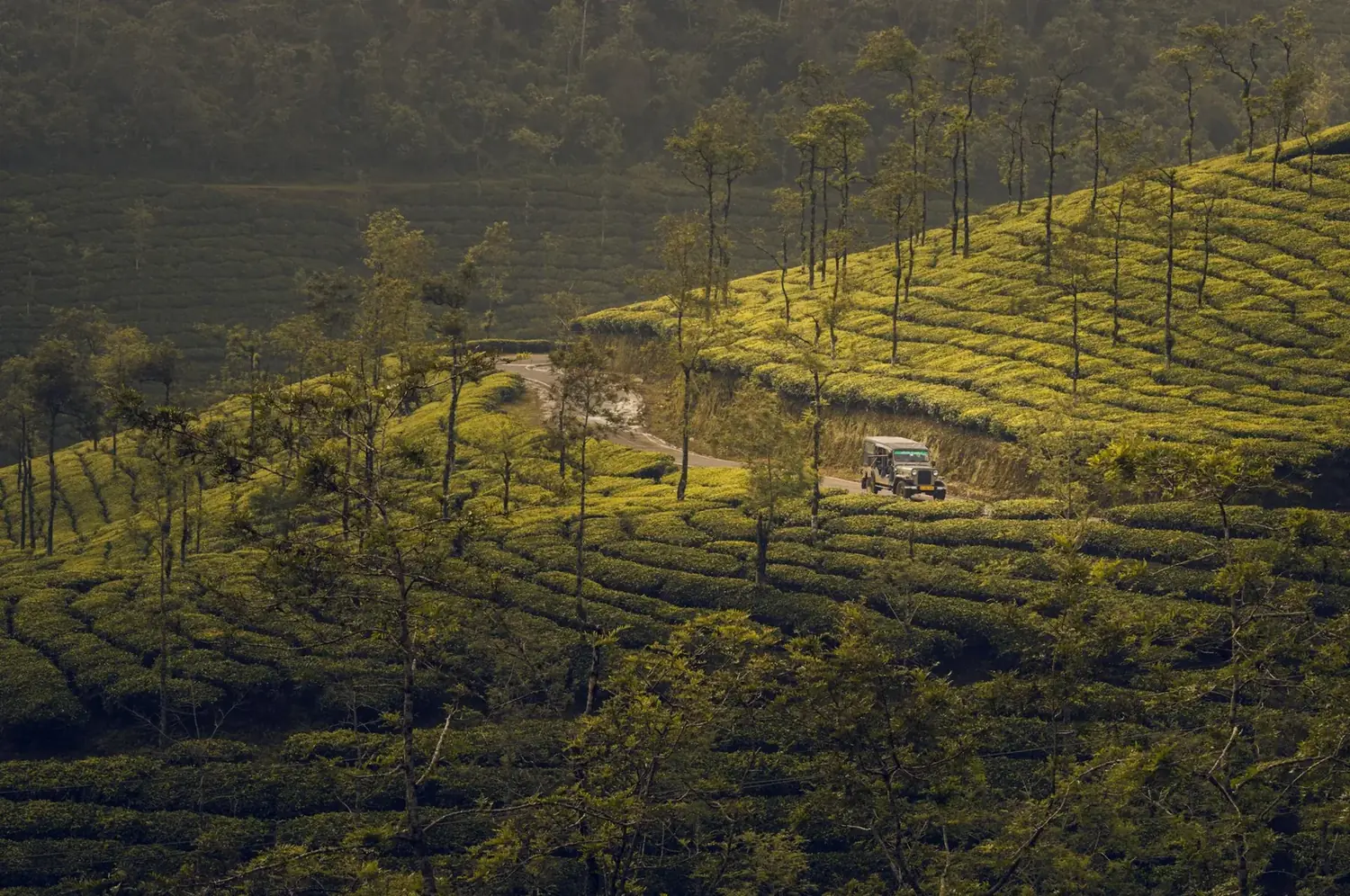 Kerala tea estates — classic Munnar circuit tour package