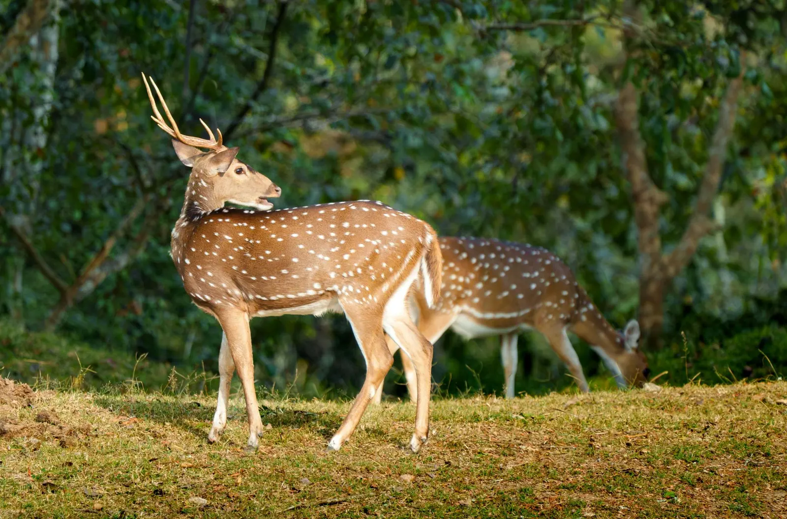 Spotted deer in Periyar Sanctuary, Thekkady, Kerala