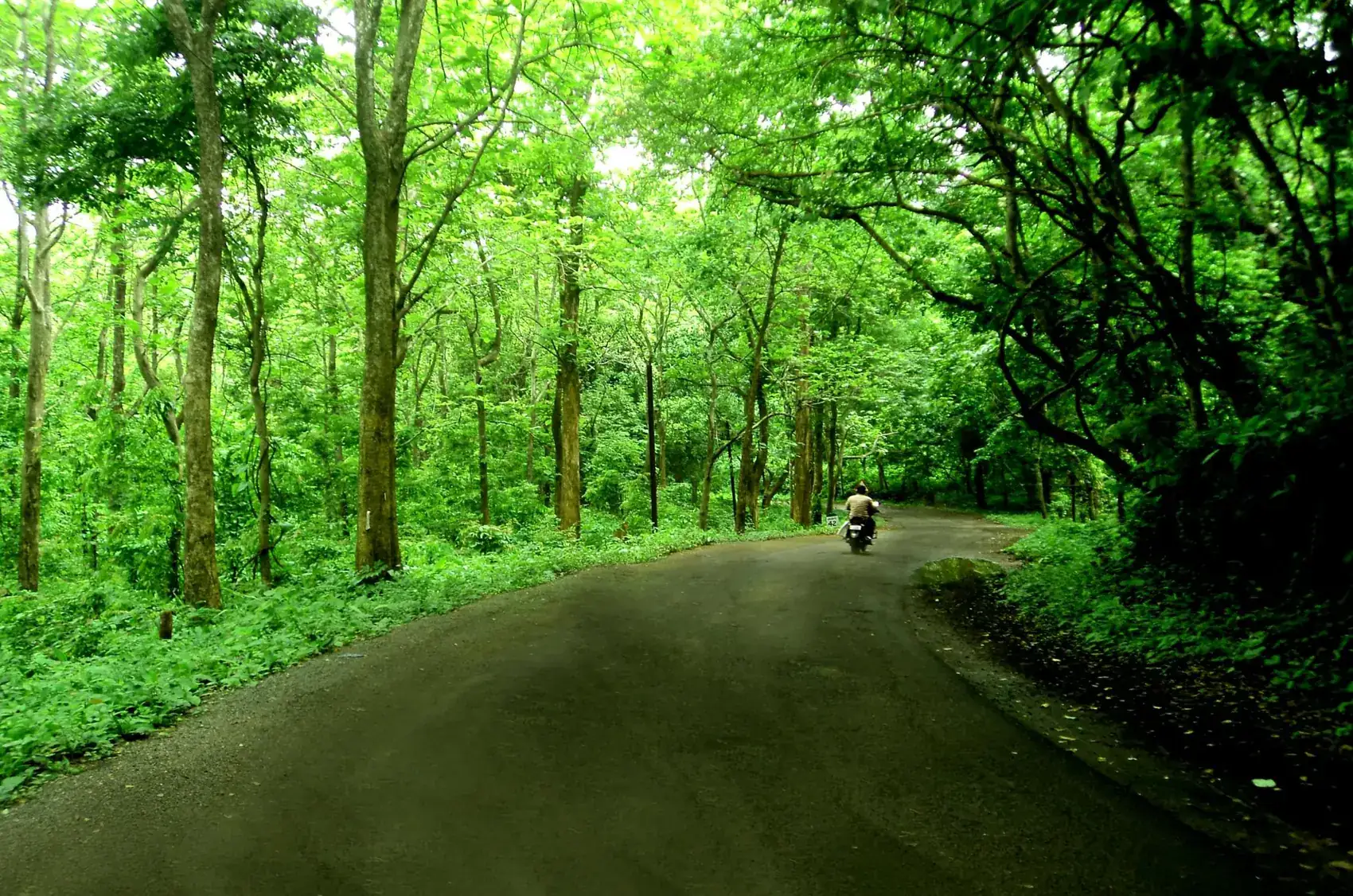 Forest road through Wayanad — Kerala tour package